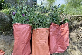 Bắt giữ một phụ nữ trồng gần 2.000 cây thuốc phiện