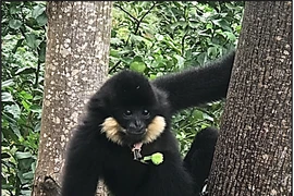 Vượn đen má hung quý hiếm được thấy ở Đà Nẵng