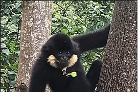 Vượn đen má hung quý hiếm được thấy ở Đà Nẵng