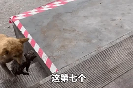 Chó hoang đứng giữa đường, “làm liều” đánh đổi cơ hội cứu con