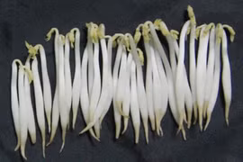 Giật mình loại rau hại gan hơn bia rượu, triệu người ăn không biết