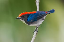 Khám phá vẻ đẹp khó cưỡng của các loài chim sâu Việt Nam