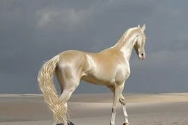 Top loài ngựa quý hiếm nhất thế gian, đại gia khát khao sở hữu