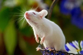 Vận đỏ nhất tháng 4, ba con giáp thăng tiến không ngừng
