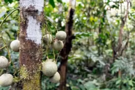 Loài cây chứa chất kịch độc, đứng dưới gốc cũng khó giữ mạng