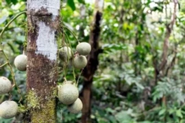 Loài cây chứa chất kịch độc, đứng dưới gốc cũng khó giữ mạng