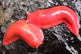 Tận mục loài sên kỳ lạ nhất hành tinh, màu hồng rực như son