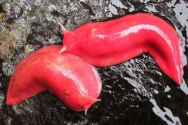 Tận mục loài sên kỳ lạ nhất hành tinh, màu hồng rực như son