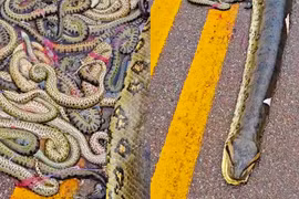 Rùng mình 40 'quái thú non' nằm lúc nhúc trên đường cao tốc