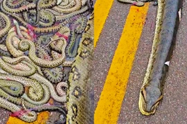 Rùng mình 40 'quái thú non' nằm lúc nhúc trên đường cao tốc