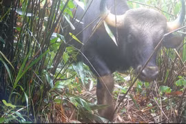 Đặt bẫy ảnh, bất ngờ phát hiện loạt thú hiếm tại VQG Chư Mom Ray