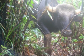 Đặt bẫy ảnh, bất ngờ phát hiện loạt thú hiếm tại VQG Chư Mom Ray