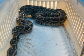 Trăn gấm quý hiếm đột nhập "xơi tái" 10 con gà ở Hà Tĩnh