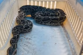 Trăn gấm quý hiếm đột nhập "xơi tái" 10 con gà ở Hà Tĩnh