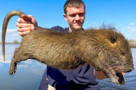 Giật mình loài chuột khổng lồ bị cả nước Mỹ "truy nã" 