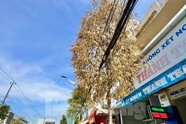 Cây xanh trên phố ở Quảng Ngãi chết bất thường, nghi bị đầu độc