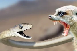 Cận cảnh loài rắn tử thần nguy hiểm nhất hành tinh, chớ dại đến gần 