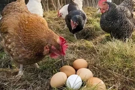 Tại sao gà mái không nổi giận khi trứng của mình bị lấy mất? 