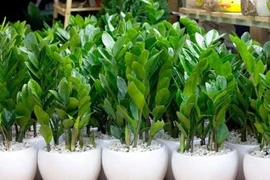 2 mệnh trồng cây kim tiền, của nả dễ đội nón ra đi