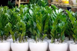 2 mệnh trồng cây kim tiền, của nả dễ đội nón ra đi