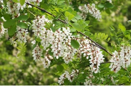 4 loại cây giữ của, chặt đi tài lộc tiêu tán