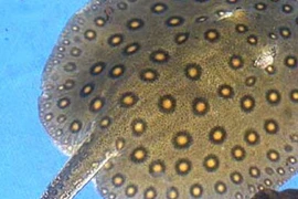 Bí ẩn kỳ thú về loài cá đuối... nghe xong phải giật mình 