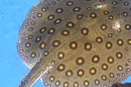 Bí ẩn kỳ thú về loài cá đuối... nghe xong phải giật mình 