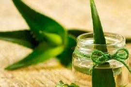 Loài hoa mỗi khi nở là gia chủ phát tài, tiền đếm mỏi tay 