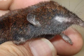 Phát hiện loài vật quý hiếm lần đầu xuất hiện tại Fansipan