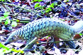 Giật mình lý do dạ dày tê tê đủ sức nghiền nát thủy tinh 