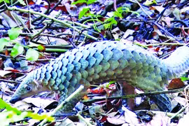 Giật mình lý do dạ dày tê tê đủ sức nghiền nát thủy tinh 