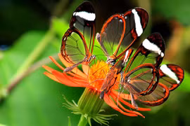 Mê mẩn vẻ đẹp của loài bướm được mệnh danh “cánh gương bay” 