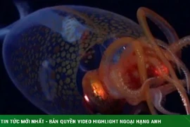 Lần đầu tiên “tóm gọn” quái mực khổng lồ còn sống dưới đáy biển 