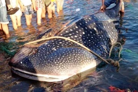 Cá mập voi và loạt 'quái ngư' khủng từng lọt lưới ngư dân