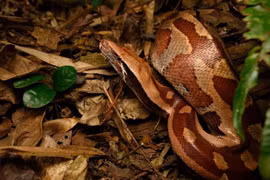 Lộ diện loài “trăn máu” béo múp, ngắn tũn độc nhất vô nhị Việt Nam