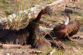 Loài chim ngỡ tuyệt chủng hơn vạn năm bất ngờ "tái sinh" kỳ diệu 