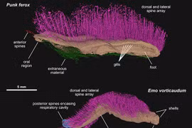 Phá phong ấn 430 triệu năm, 2 sinh vật tái xuất đẹp hoàn hảo