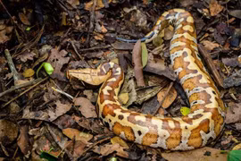 Tận mục trăn máu quý hiếm bậc nhất trong Sách đỏ Việt Nam