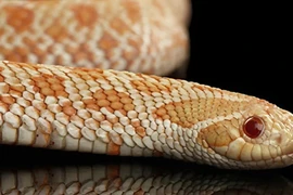 4 loài rắn không độc nuôi làm cảnh đẹp mê cho năm Tỵ