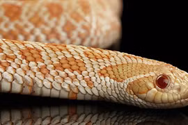 4 loài rắn không độc nuôi làm cảnh đẹp mê cho năm Tỵ