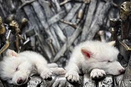 Sửng sốt loài sói huyền thoại tuyệt chủng hơn vạn năm hồi sinh kỳ diệu