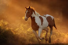  Ai khó mặc ai, 3 con giáp dễ kiếm tiền nhất trong tháng 3