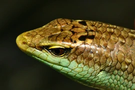 Đắt giá loài 'rắn 4 chân' hiền khô nhút nhát, có tiền cũng khó mua