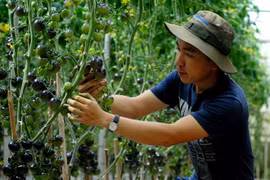 Bí kíp trồng cà chua đen sai trĩu của nông dân phố núi