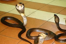 Tung tin thất thiệt hàng nghìn con rắn hổ mang sổng chuồng bị công an truy tìm