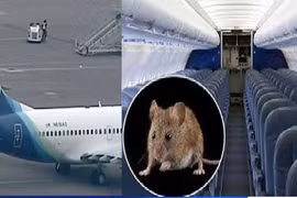 Chuột lên máy bay, 2 chuyến bị chậm hoặc huỷ