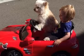 Xem "tài xế chó" cầm lái Mercedes-Benz SLS AMG