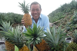 Biến nơi “khỉ ho cò gáy” thành trại dứa quy mô bậc nhất ĐBSCL