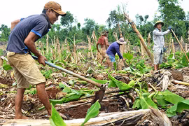 Bác sĩ lên tiếng về tin đồn thuốc trị sốt xuất huyết từ cây mùi ta