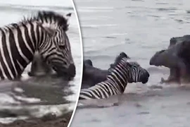 Cá sấu đớp ngựa vằn, hà mã lao vào làm điều khó lường